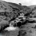 Cogden Gill, Grinton Moor